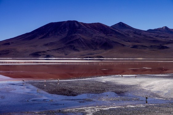 133 Laguna Colorada Bolivia.jpg